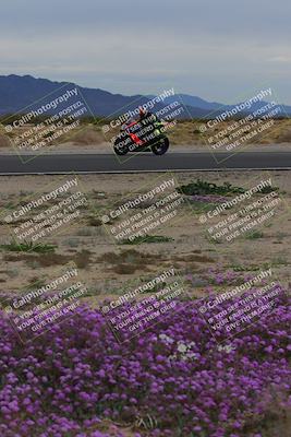 media/Jan-14-2023-SoCal Trackdays (Sat) [[497694156f]]/Turn 14 Exit Bloomig (145pm)/